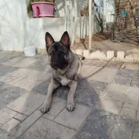 ژرمن مالینویز|سگ|بومهن, |دیوار