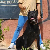 کن کورسو توله ها گرید بالا مولد در عکس پدر توله ها