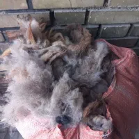 پشم گوسفند