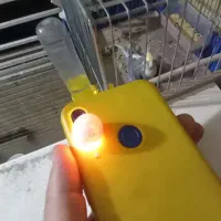 کفتر شکار|پرنده|اصفهان, محمودیه|دیوار