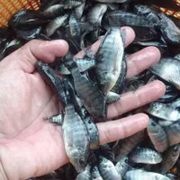 بچه ماهی تیلاپیا تک‌جنس نیل و رد