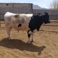 گوساله نر