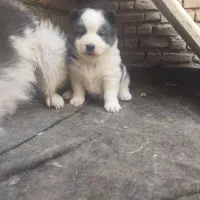 سامویید ماده|سگ|فولادشهر, B7|دیوار