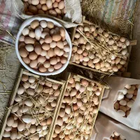 تخم مرغ محلی تازه تولید روزانه تا ۶۰۰ عدد