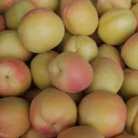 اجاره گیر میوه جات درباغ تسویه آنی