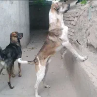 نر پانزده ماه نوه گیله کریم سردشت