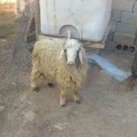 کهره بره|حیوانات مزرعه|مرودشت, پشت سایپا|دیوار