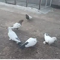 دمسیاه چینی و سینه|پرنده|تربت‌حیدریه, منصوریه|دیوار