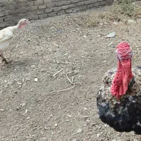 بوقلمون اصل محلی بهترین نژاد