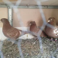 کفتر|پرنده|زارچ, |دیوار