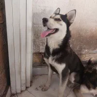 هاسکی ۱ ساله|سگ|رشت, کوی قدس|دیوار