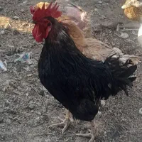 خروس بومی