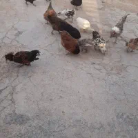 مرغ و خروس
