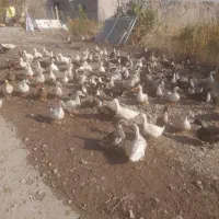 اردک نر وماده