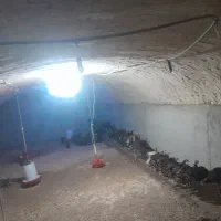 بوقلموجوجه|حیوانات مزرعه|همدان, |دیوار