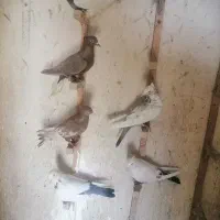 دم سفید دمبی