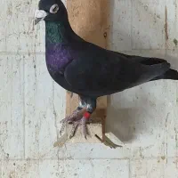 کبوتردوری