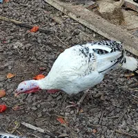 فروش بوقلمون و اردک|حیوانات مزرعه|بم, |دیوار