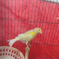 قناری ماده|پرنده|بندر ماهشهر, |دیوار