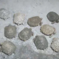 مجسمه 1|مجسمه، تندیس، ماکت|محلات, |دیوار