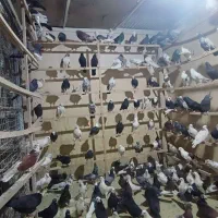 کفتر،کبوتر