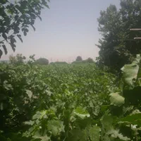 آبغوره درجه یک طبیعی|خوردنی و آشامیدنی|تهران, خلیج فارس|دیوار