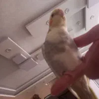 عروس هلندی|پرنده|شاهین‌شهر, مسکن مهر|دیوار