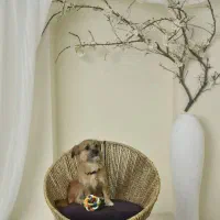 واگذاری سگ میکس اشپیتز و تریر