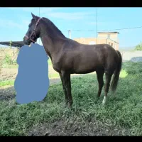 اسب|اسب و تجهیزات اسب‌سواری|گرگان, |دیوار