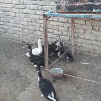 اردک وقو غاز|حیوانات مزرعه|زابل, |دیوار