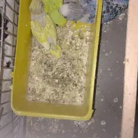 مرغ عشق با قفس و جوجه|پرنده|کرج, خرمدشت|دیوار