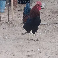 خروس جوان سیاه|پرنده|سلامی, |دیوار