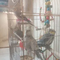 قفس پرنده