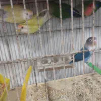 11عددکوتوله برزیلی فول فول اهلی آیهان|پرنده|خوی, |دیوار