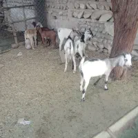 ۳عددکهرنر۴تاماده فروشی|حیوانات مزرعه|بندرعباس, |دیوار