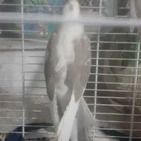 عروس هلندی زیبا و البینو دستی و سخن گو|پرنده|گرمسار, |دیوار