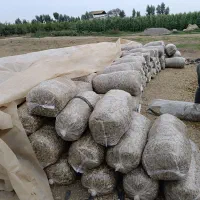 ذرت علوفه ای|عمده‌فروشی|فاضل آباد, |دیوار