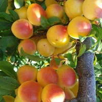 ویزیتور جهت پخش محصولات کشاورزی به آشپزخانه ها
