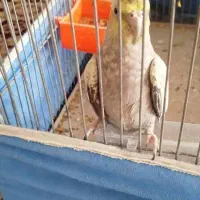 یک جفت عروس هلندی|پرنده|خمینی‌شهر, |دیوار