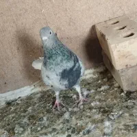 کبوتر هفرنگ دم سفید