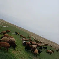 قصابی