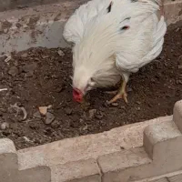 خروس معاوضه|حیوانات مزرعه|کهک, |دیوار