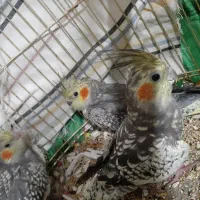 جوجه عروس ۳ عدد گل باقالی ۲ ماهه