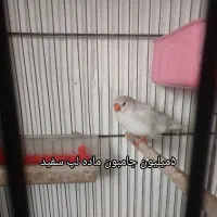 فنچ جامبون وپنکونی وکینگ ونرگسی