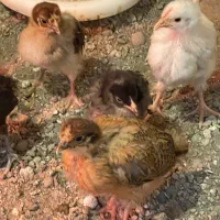 جوجه یکماهه