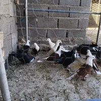 کبوتر|پرنده|کرباسک, |دیوار