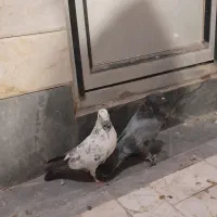 کفتر یاکبوتر|پرنده|قم, ولیعصر|دیوار