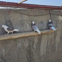 کبوتر شازده وپشت دار|پرنده|زارچ, |دیوار