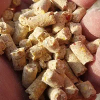 دان برکت آذربایجان خوراک دام