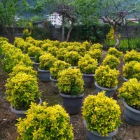 بام سبز،اجرای فضای سبز،دیوارسبز،آلاچیق و آبنما